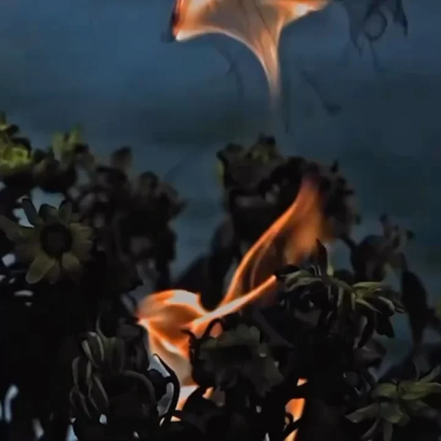 En verano el fuego es el elemento predominante. Las aguas del signo de Cáncer, nos invitan a cuidar lo que nos nutre y fortalecer nuestras aguas internas para poder contener este fuego y aprovechar las bendiciones que trae: el poder de madurar sin quemarnos.El fuego es el único elemento incorruptible, por eso en muchas culturas representa el Espíritu.
El fuego alquímico de la transmutación se activa en nosotros cuando algún elemento o elementos de nuestra experiencia dejan de funcionar a favor de la Vida. Cuando algo es estable, pero muerto. Cuando algo es cómodo, pero vacío de sentido. Cuando la rutina se vuelve árida y seca y la creatividad habita en el exilio. Cuando nos apegamos a las máscaras que ocultan nuestro verdadero Yo.
Muchos caminos de sabiduría ancestral hablan de nuestra tarea de convertirnos en vasijas de luz para manifestar la luz de dar, y así volver a estar en armonía con la ley cósmica, la verdad cósmica y la armonía cósmicas, con la esencia de la Naturaleza generosa y abundante.
Cuando se activa el fuego alquímico en nosotros, nuestra realidad tiembla. Sentimos la proximidad de la muerte, pero lo que ha de morir es solo aquello que ya no sirve a nuestro propósito actual. Este fuego interior que arde y consume todo lo que dábamos por hecho y aceptábamos como realidad, tiene como propósito refinar nuestra realidad para transmutar todo aquello que no sirve a la Vida.Entregarnos al proceso y confiar con los aspectos más elevados y refinados de este fuego alquimico (como representante de Aquello más elevado en nosotros), nos permite vivir el proceso desde un lugar más centrado y menos doloroso.
Es así como podemos alinearnos con las frecuencias más elevadas de este fuego, convirtiéndonos en Ave Fénix, uno de los arquetipos más universales de la alquimia interior quien se consume en su propio fuego y de sus cenizas vuelve a renacer.Noraya, Madrid, enero de 2021“La seguridad es básicamente una superstición.
No existe en la naturaleza, ni la experimentan las criaturas humanas en su con junto. El evitar el peligro no es más seguro a largo plazo que exponerse a él. La vida o bien es una aventura sorprendente o no es nada”.
— Helen Keller